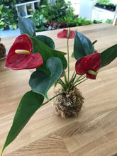 Load image into Gallery viewer, Kokedama (Moss Ball) Workshop
