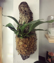 Load image into Gallery viewer, Mounted Plants Workshop