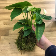 Load image into Gallery viewer, Kokedama (Moss Ball) Workshop