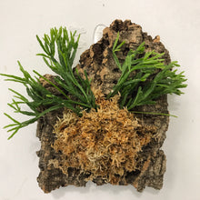 Load image into Gallery viewer, Mounted Plants Workshop