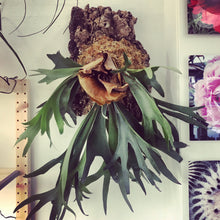 Load image into Gallery viewer, Mounted Plants Workshop
