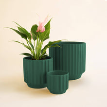 Load image into Gallery viewer, Monroe Planter - Rainforest