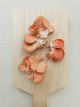 Load image into Gallery viewer, Pink Oyster Mushroom Grow-at-Home Kit