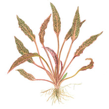 Load image into Gallery viewer, Cryptocoryne nurii 1-2-Grow!