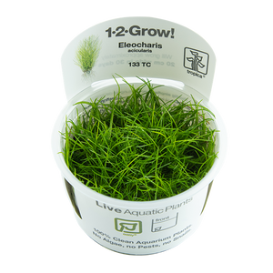 Eleocharis acicularis 1-2-Grow!