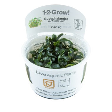 Bucephalandra 'Needle Leaf' 1-2-Grow! (Copy)