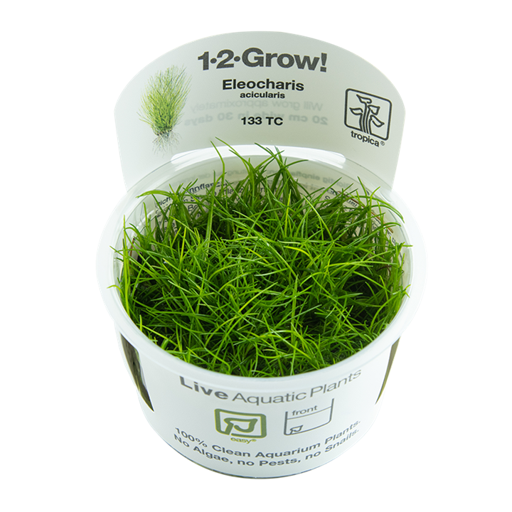 Eleocharis acicularis 1-2-Grow!