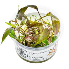 Load image into Gallery viewer, Cryptocoryne nurii 1-2-Grow!