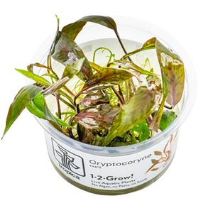 Cryptocoryne nurii 1-2-Grow!