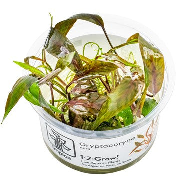 Cryptocoryne nurii 1-2-Grow!