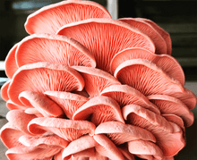 Load image into Gallery viewer, Pink Oyster Mushroom Grow-at-Home Kit