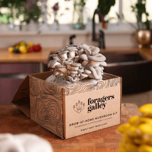 Blue Oyster Mushroom Grow-at-Home Kit