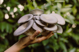 Blue Oyster Mushroom Grow-at-Home Kit