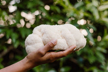 Load image into Gallery viewer, Lion&#39;s Mane Mushroom Grow-at-Home Kit