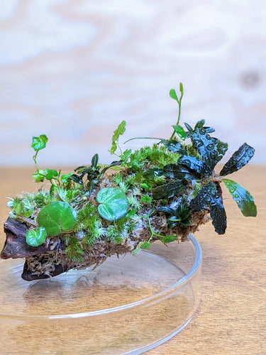 Floating Mossarium Workshop