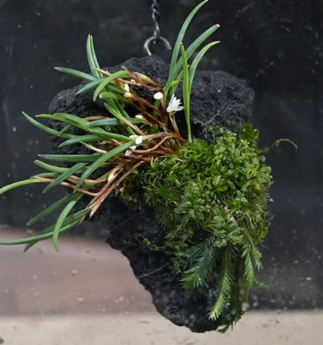 All Plants – The Plant Store