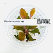 Load image into Gallery viewer, Samolus parviflorus &#39;Red&#39; (TC)