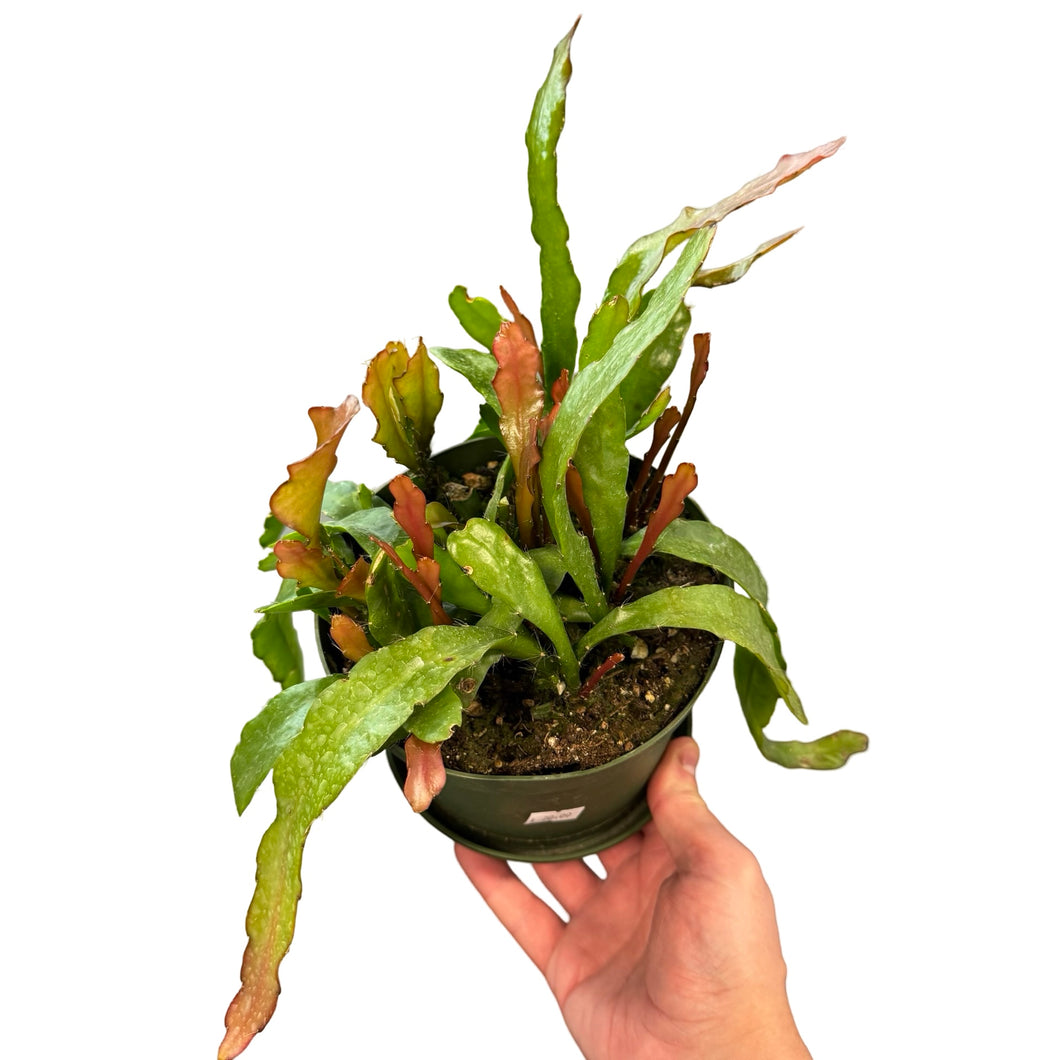 Fire Orchid Cactus (6in)