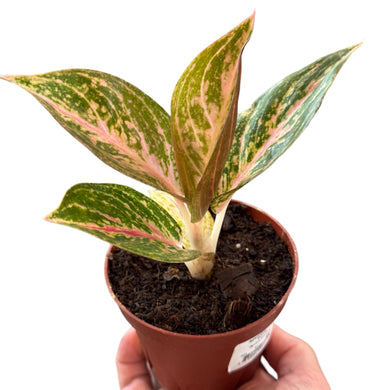 Aglaonema 'Golden Powder'