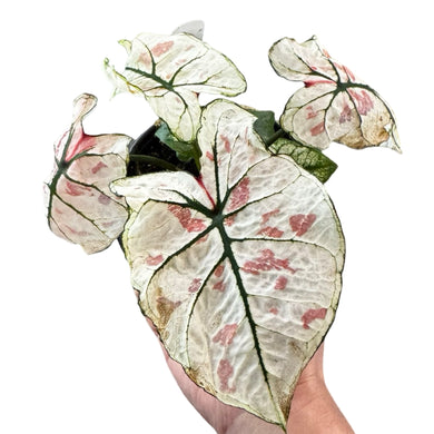 Caladium 