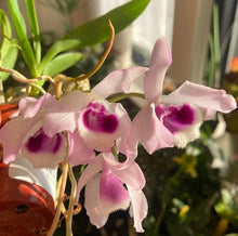 Load image into Gallery viewer, Ask the Expert: Orchids with Little Orchid Annie