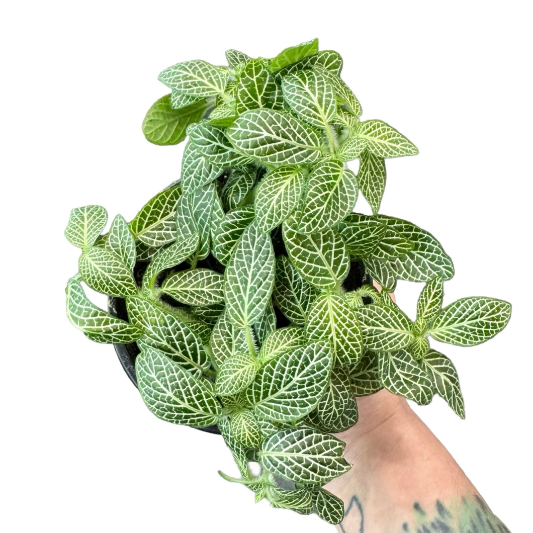 Fittonia albivenis 'Marble Green'