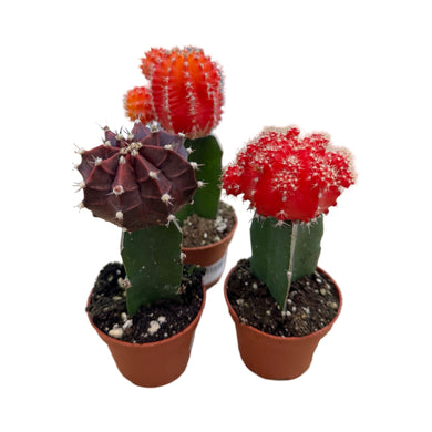 Grafted Moon Cactus