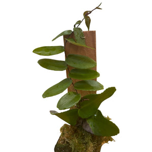Marcgravia 'Mimii'