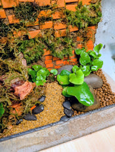 Load image into Gallery viewer, Nature Reclaimed Terrarium w/Mizu Mori