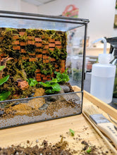 Load image into Gallery viewer, Nature Reclaimed Terrarium w/Mizu Mori