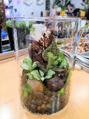 Jewel Orchid Terrarium w/ Mizu Mori