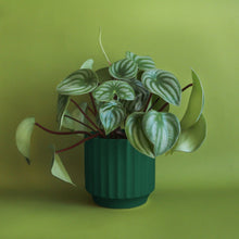 Load image into Gallery viewer, Monroe Planter - Rainforest