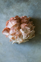 Load image into Gallery viewer, Pink Oyster Mushroom Grow-at-Home Kit