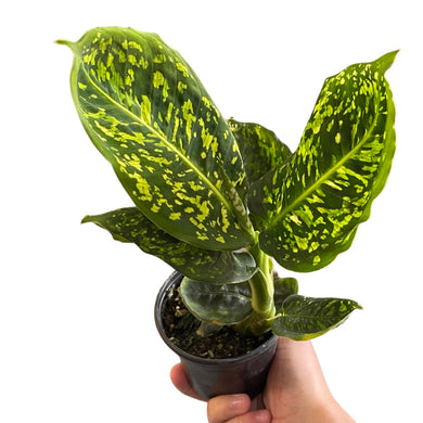 Dieffenbachia 'Reflector'