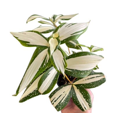 Dracaena surculosa 'Milky Way'