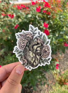 Anatomical Heart Sticker