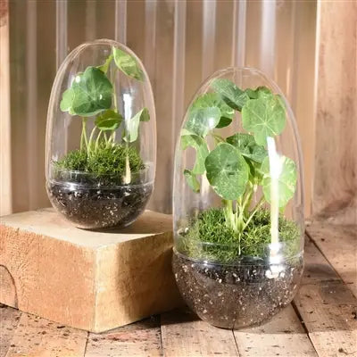 Sole Terrarium