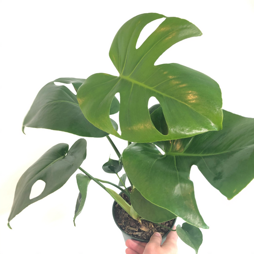 Monstera deliciosa (6in+)