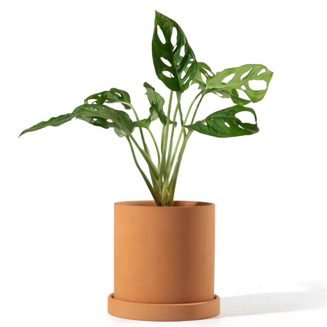 Terracotta Cylinder Planter with Saucer