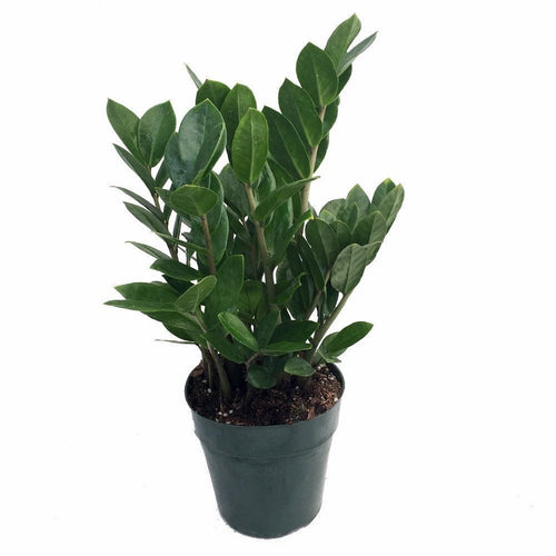 ZZ Plant (6in)