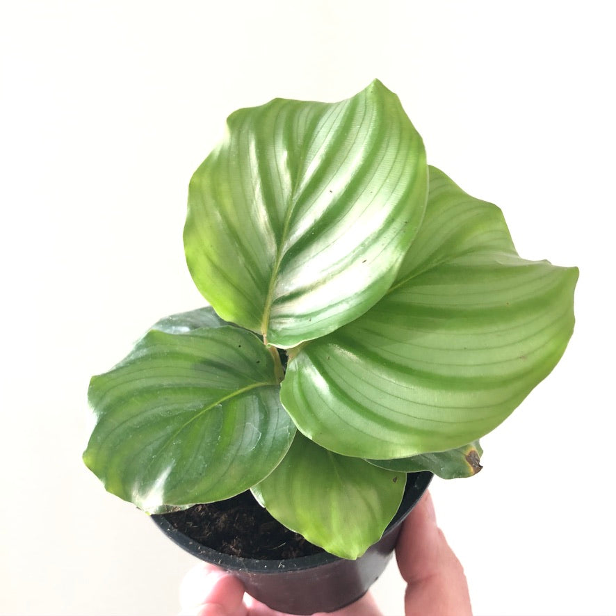 Calathea orbifolia