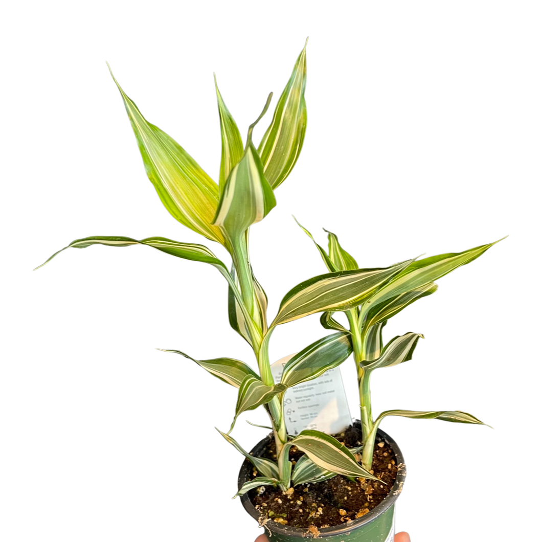 Dracaena - Ribbon Plant