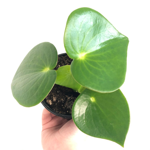 Raindrop Peperomia