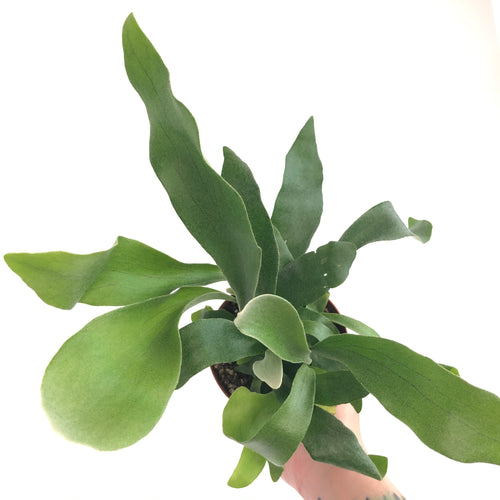 Staghorn Fern