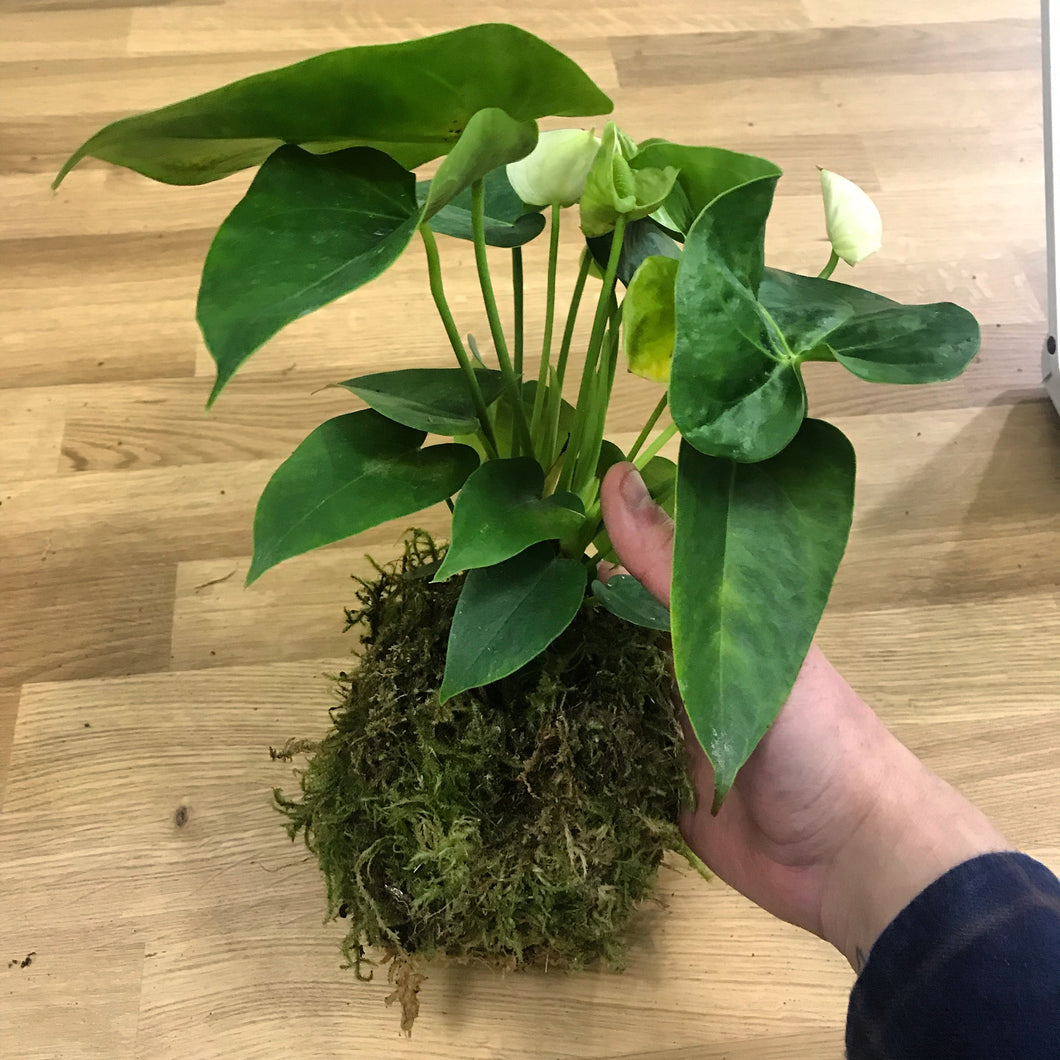 Kokedama (Moss Ball) Workshop