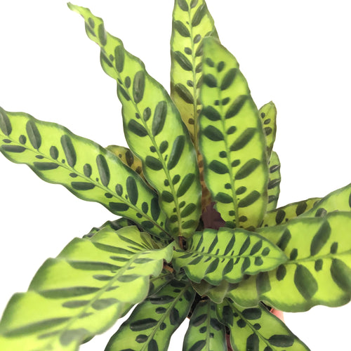 Calathea lancifolia (6in+)