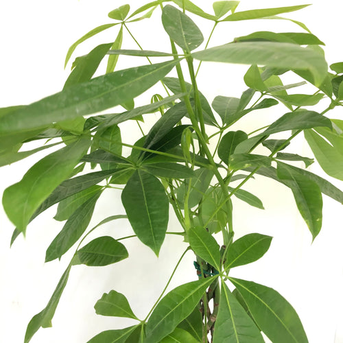 Pachira Money Tree (6in+)