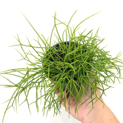 Rhipsalis