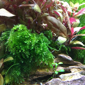 Callicostella prabaktiana - Weeping Moss (TC)