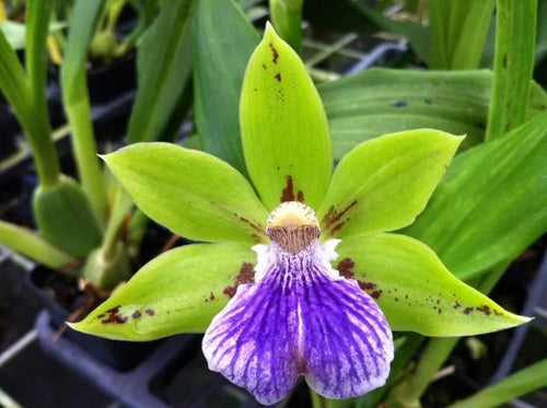 Zga. Sweet Jade ‘Sweet Cheyenne’
